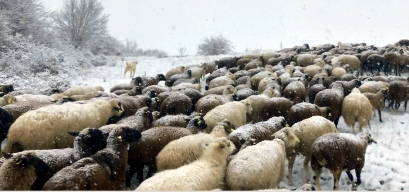 WhatsApp Image 2025-11-21 at 12.21.14